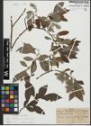 Foto von Salix appendiculata Vill. x Salix caprea L.